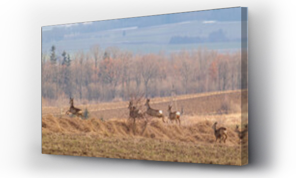 Wizualizacja Obrazu : #436447589 sarny i jelenie na polu
