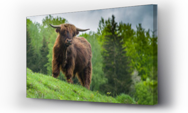 Wizualizacja Obrazu : #436453000 Szkocka krowa highlander