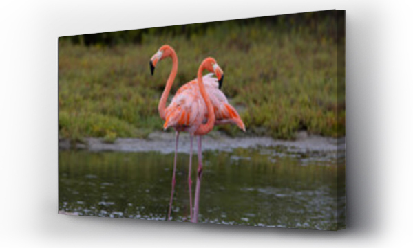 Wizualizacja Obrazu : #436564547 Pair of American Flamingos on Caribbean Island