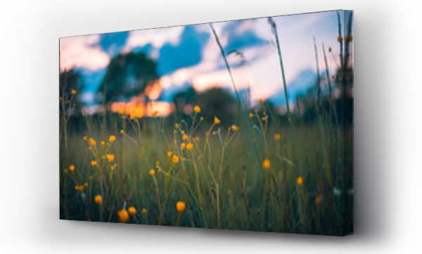 Wizualizacja Obrazu : #436729810 Abstract sunset field landscape of yellow flowers and grass meadow on warm golden hour sunset or sunrise time. Tranquil spring summer nature closeup and blurred forest background. Idyllic nature