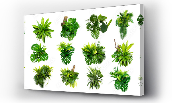 Wizualizacja Obrazu : #436976010 Green leaves of tropical plants bush (Monstera, palm, rubber plant, pine, bird?s nest fern) floral arrangement indoors garden nature backdrop isolated on white background thailand, clipping path. 