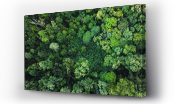 Wizualizacja Obrazu : #437329717 green forest in the tropics from above