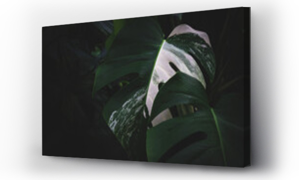 Zbliżenie, tropikalny Monstera albo variegated ciemnozielone liście, duży dżungli tropikalnych liści tekstury tło