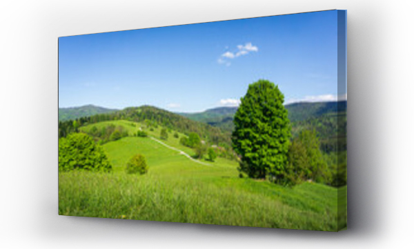 beskidy, drzewo, drzewo niebo, relaks, trawa