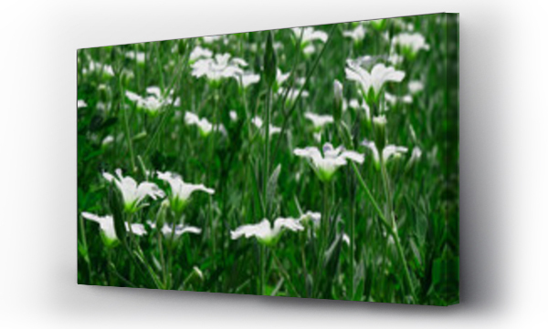białe kwiaty, Kwiaty, Kwiaty białe, traw