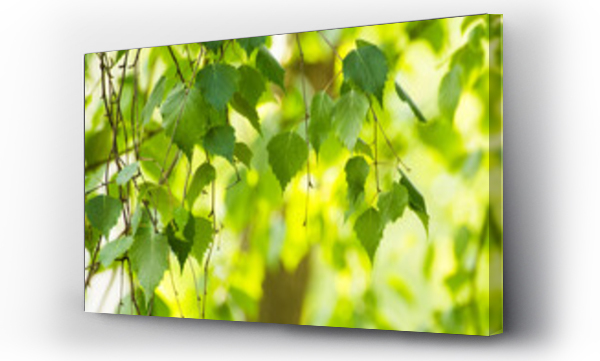 Wizualizacja Obrazu : #437962560 zielone liście brzozy na tle natury