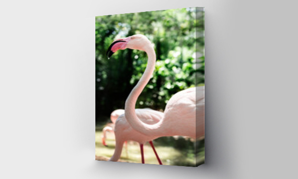 Zbliżenie różowego ptaka flaminga w zoo