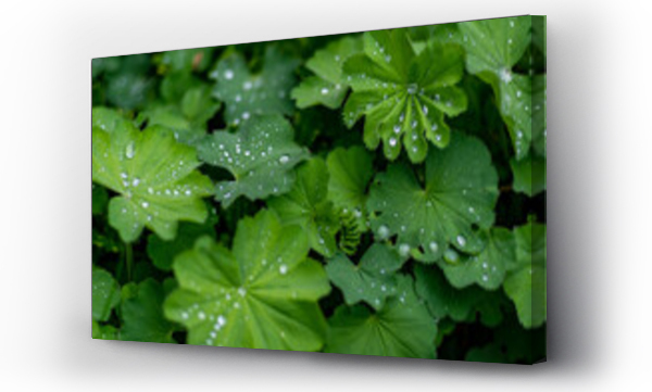 Wizualizacja Obrazu : #438368499 ozdobne zielone li?cie z kroplami wody po deszczu