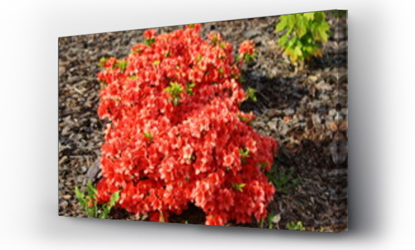 Wizualizacja Obrazu : #438839230 Czerwone kwiaty azalii odmiany 