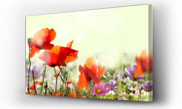 Kwiaty, mak, pejzaż, wiatr, ZIEMIA, łąka, Łąka kwiaty