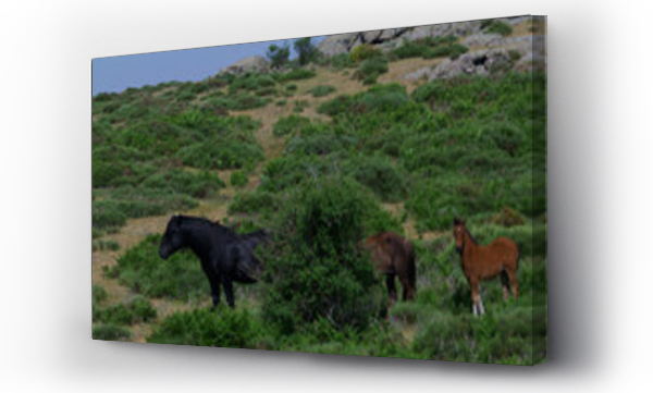 Wizualizacja Obrazu : #439013554 konie zwierz?ta ??ka pastwisko trawa ziele? ro?liny