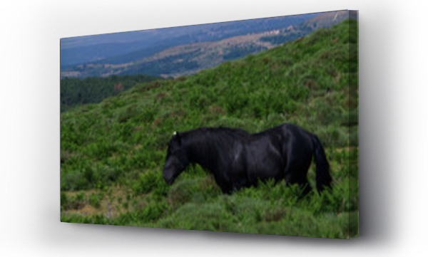 Wizualizacja Obrazu : #439013605 konie zwierz?ta ??ka pastwisko trawa ziele? ro?liny