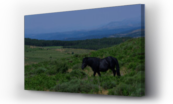 Wizualizacja Obrazu : #439013610 konie zwierz?ta ??ka pastwisko trawa ziele? ro?liny