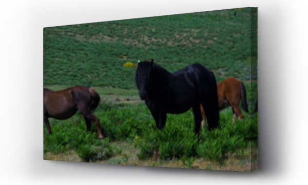 Wizualizacja Obrazu : #439013642 konie zwierz?ta ??ka pastwisko trawa ziele? ro?liny