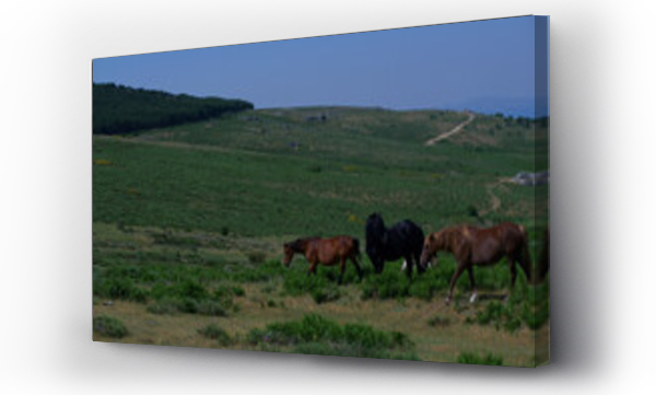Wizualizacja Obrazu : #439013664 konie zwierz?ta ??ka pastwisko trawa ziele? ro?liny