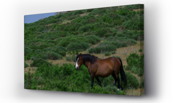 Wizualizacja Obrazu : #439013668 konie zwierz?ta ??ka pastwisko trawa ziele? ro?liny