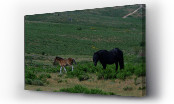 Wizualizacja Obrazu : #439013684 konie zwierz?ta ??ka pastwisko trawa ziele? ro?liny