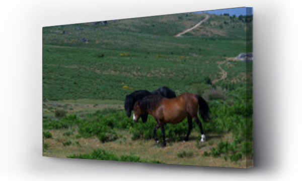 Wizualizacja Obrazu : #439013689 konie zwierz?ta ??ka pastwisko trawa ziele? ro?liny