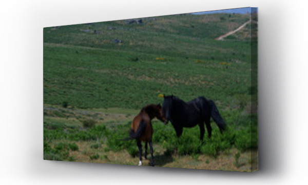 Wizualizacja Obrazu : #439013701 konie zwierz?ta ??ka pastwisko trawa ziele? ro?liny