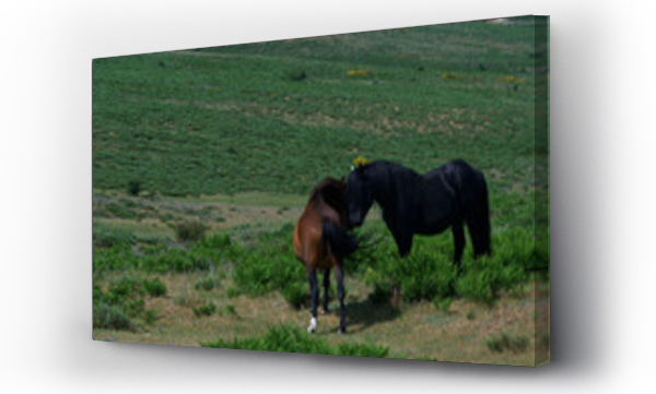 Wizualizacja Obrazu : #439013707 konie zwierz?ta ??ka pastwisko trawa ziele? ro?liny