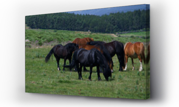Wizualizacja Obrazu : #439013807 konie zwierz?ta ??ka pastwisko trawa ziele? ro?liny