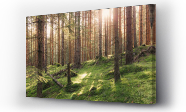 Norweski las skąpany w świetle