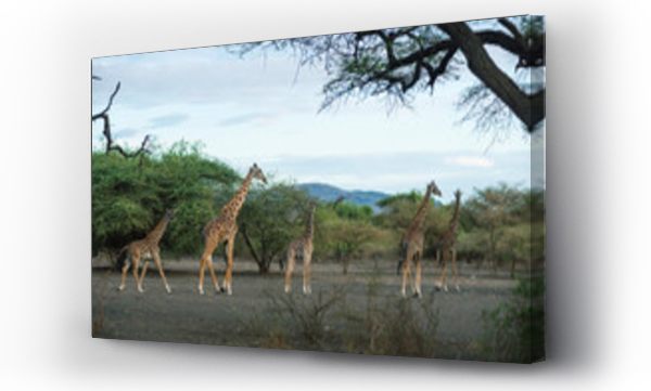 Wizualizacja Obrazu : #439730262 Group Of Giraffes In Front Of Trees