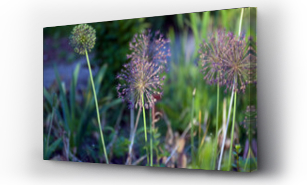 Wizualizacja Obrazu : #440367265 Czosnek ozdobny kwiaty na tle ogrodu