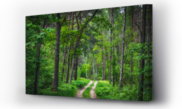 Wizualizacja Obrazu : #440520938 Le?na droga pomi?dzy drzewami w Kampinoskim Parku Narodowym