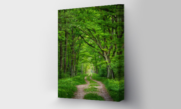 Wizualizacja Obrazu : #440521103 Le?na droga pomi?dzy drzewami w Kampinoskim Parku Narodowym