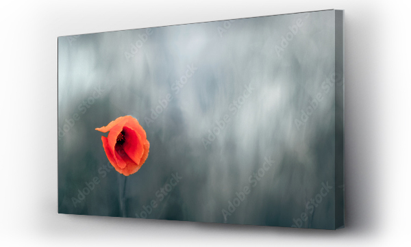 Kwiaty, mak, pejzaż