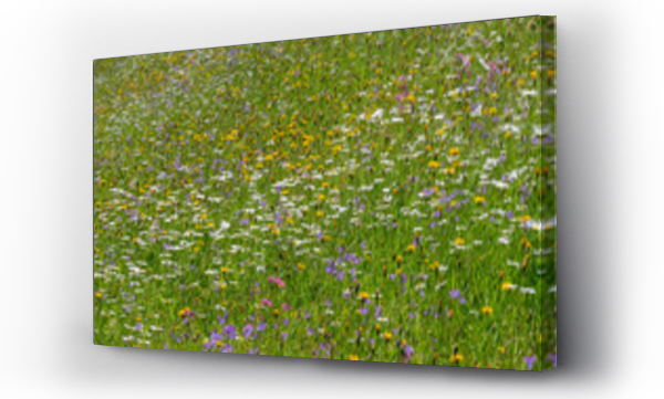 Kwiaty, wiosna, łąka, Łąka kwiaty