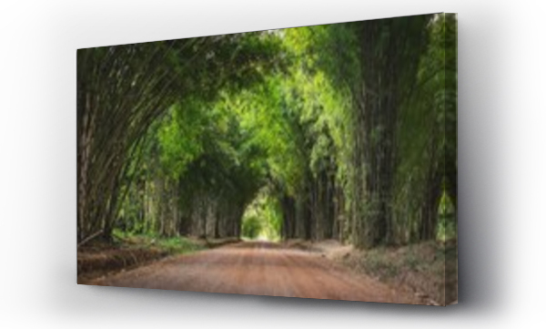 Wizualizacja Obrazu : #441174179 Walkway Flanked On Both Sides With A Bamboo Forest