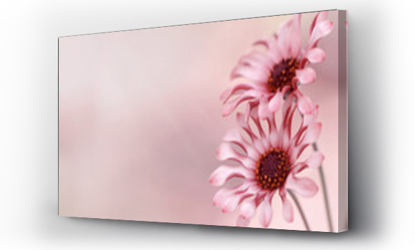 Wizualizacja Obrazu : #441404401 Kwiaty Osteospermum -Afryka?ska stokrotka. Wolna przestrze?