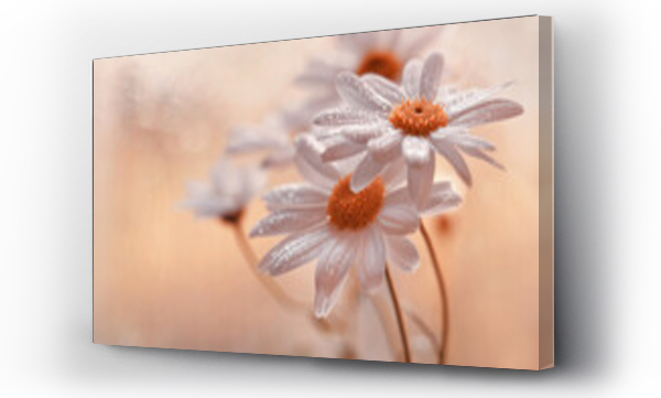 Wizualizacja Obrazu : #441415689 Kwiaty Daisy 