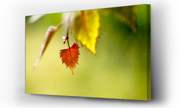 drzewo, Liście, winogrona