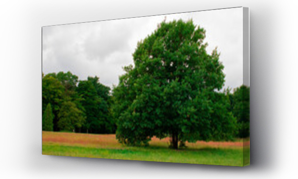 Wizualizacja Obrazu : #441618651 Drzewo na polanie