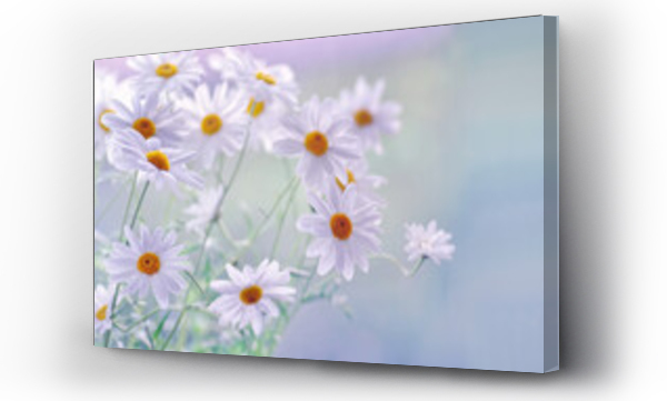 Wizualizacja Obrazu : #441658760 Kwiaty Daisy -stokrotki