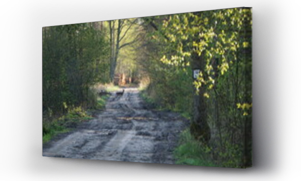 Wizualizacja Obrazu : #441711366 Dzikie zwierz?ta przechodza przez drog? w zielonym lesie