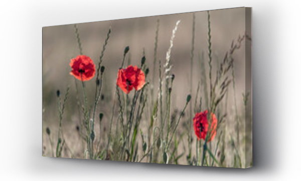 Kwiaty, Wiejski krajobraz, łąka, Łąka kwiaty