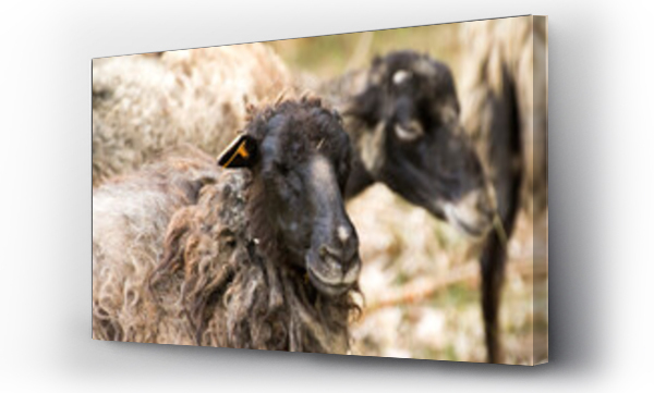 Wizualizacja Obrazu : #442432269 a rams mouth on the background of a herd of rams