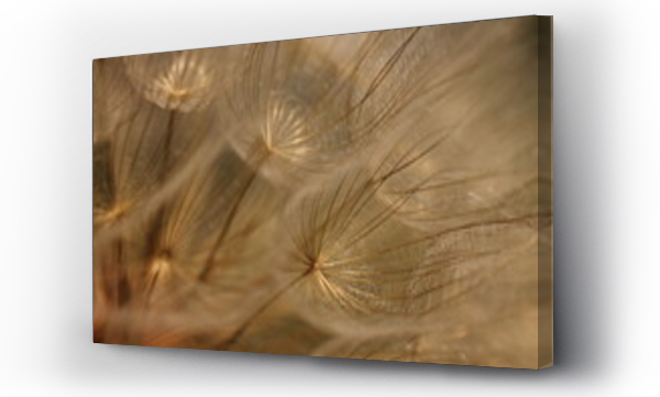 Wizualizacja Obrazu : #442605816 particolare di un fiore di dente di leone
