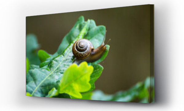 Wizualizacja Obrazu : #443313434 little brown snail on a green oak leaf