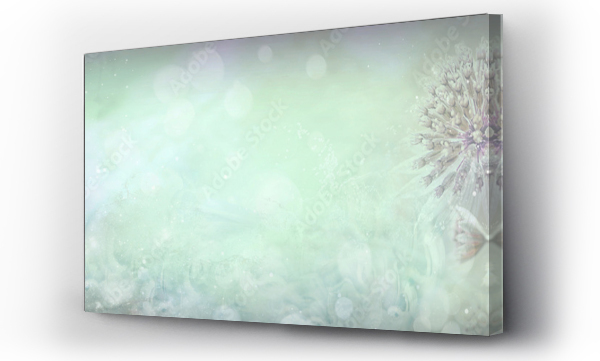 Kwiaty Astrantii panorama. Panorama of flowers