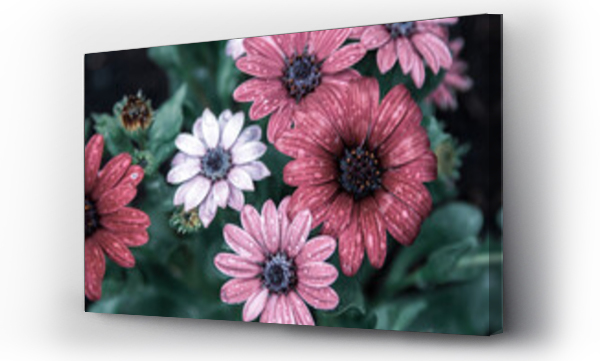 Kwiaty, Łąka kwiaty