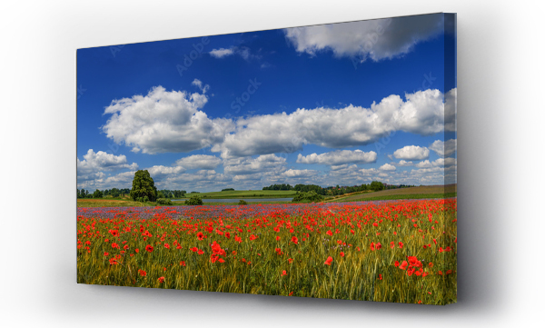 krajobraz, Krajobraz kwiaty, Kwiaty, Maki