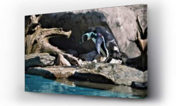 Wizualizacja Obrazu : #444317986 Pingwin, zoo, zwierz?ta