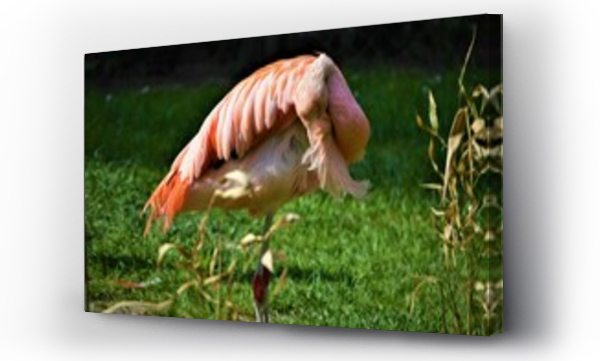 Wizualizacja Obrazu : #444318113 Flaming, park, zoo, ptactwo, zwierz?ta, natura