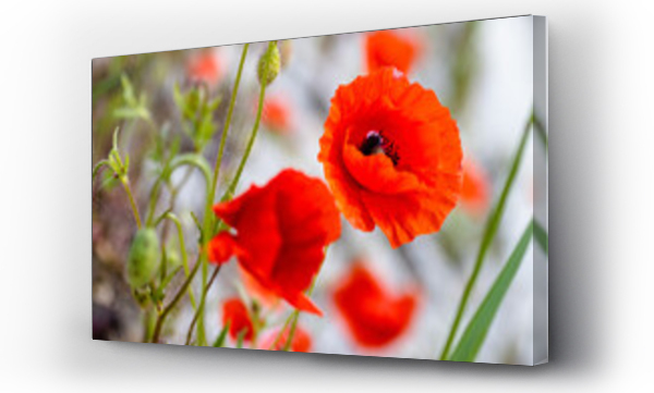 Kwiaty, Łąka kwiaty