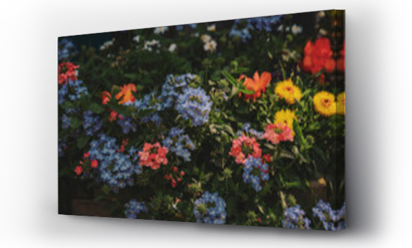 Wizualizacja Obrazu : #444596199 Pi?kne i kolorowe byliny ogrodowe, kwiaty rabatowe